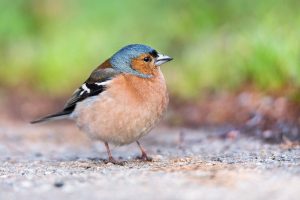 Vink, tuinvogel, ANWB,lente, tuin, zangvogel