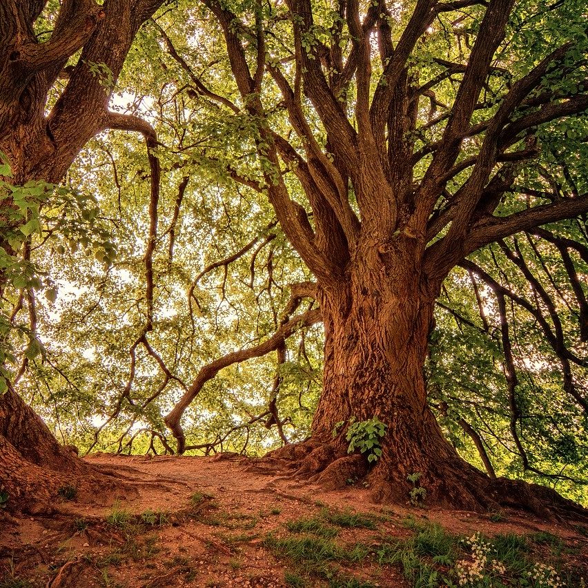 boom, natuur, wortels, veilig, verschuilen